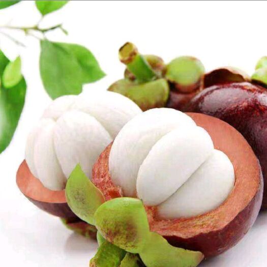 灵山县山竹树苗 富贵木-又猫牙木-名称岭南山竹