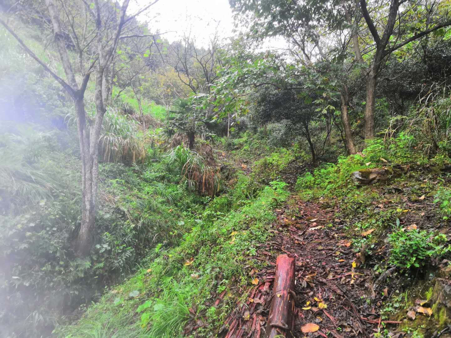 千岛湖土鸡