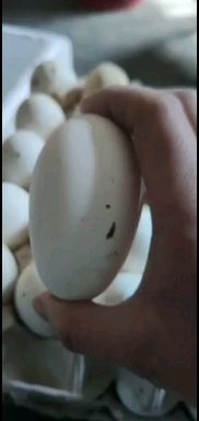 三原县新鲜土鹅蛋
