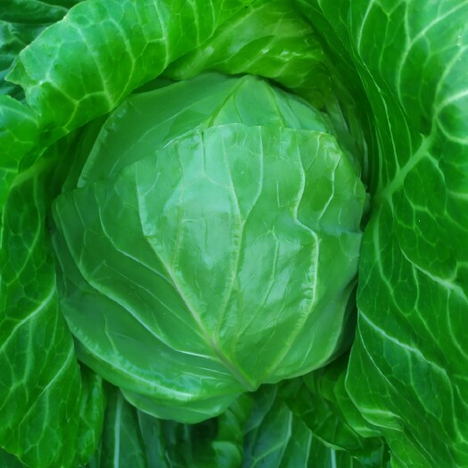 聊城绿包菜 这里是山东聊城东昌府区蔬菜批发基地，这里种植面积一千