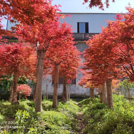 全州县 自家种植日本红枫红舞姬，价格实惠，有需要的老板联系