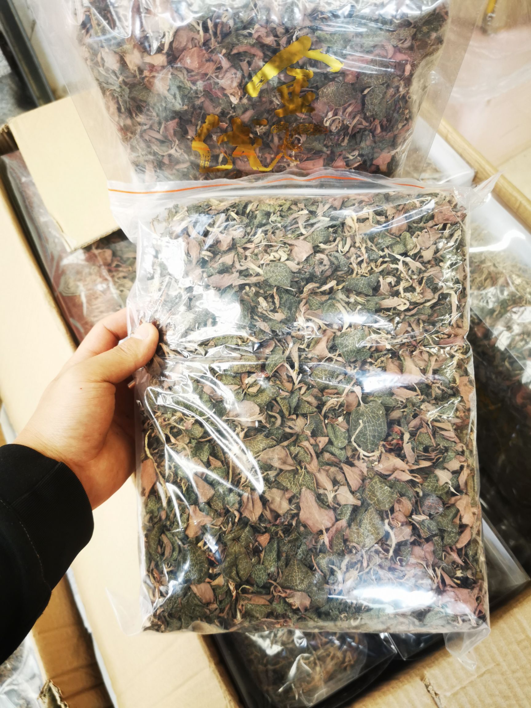 福建红霞大叶，整珠，。金线莲批发价格出货。量大从优