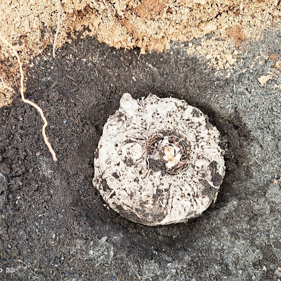  魔芋有机肥 腐殖酸钾有机肥底肥施用魔力魔芋实践配方