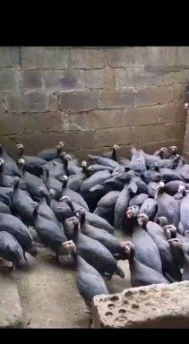 珍珠鸡、室外散养180天以上、玉米稻谷菜叶喂养、肉质细腻