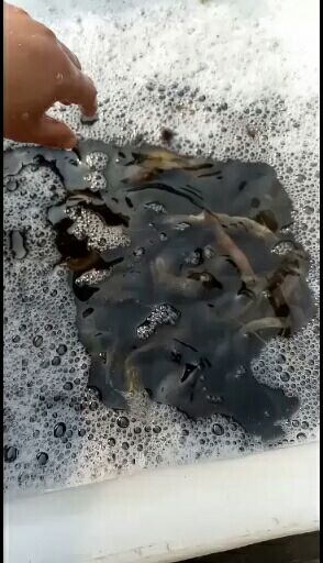 真泥鳅 通货
