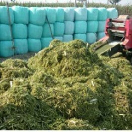 金塔县优质青储玉米秸秆