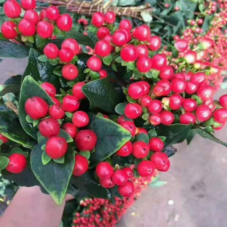 火龙珠苗 小叶红豆苗  火龙珠扦插小苗