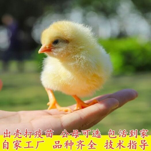 上林县鸡苗 鸡活体苗五黑鸡三黄鸡麻鸡肉鸡蛋鸡小鸡幼苗九斤红公土鸡家