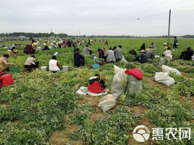 豌豆荚  青碗豆，精品青碗豆火热销售…