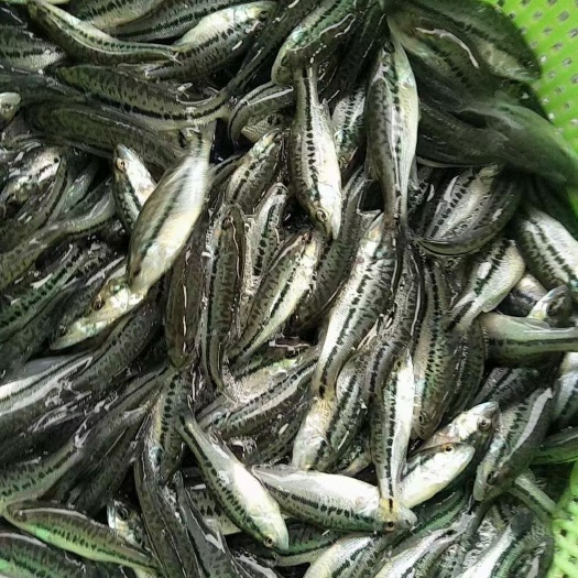 广州加州鲈鱼苗，优鲈三号鱼苗，训化吃料，质量保证主值，价格优惠