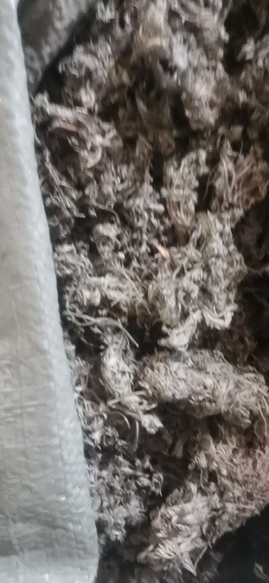  新货干茵陈，茵陈干品