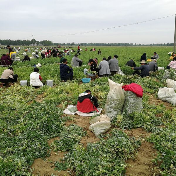 豌豆荚  青碗豆，精品青碗豆火热销售…