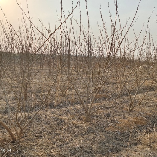 莒南县长果桑苗 果桑处理2000棵，地径5公分