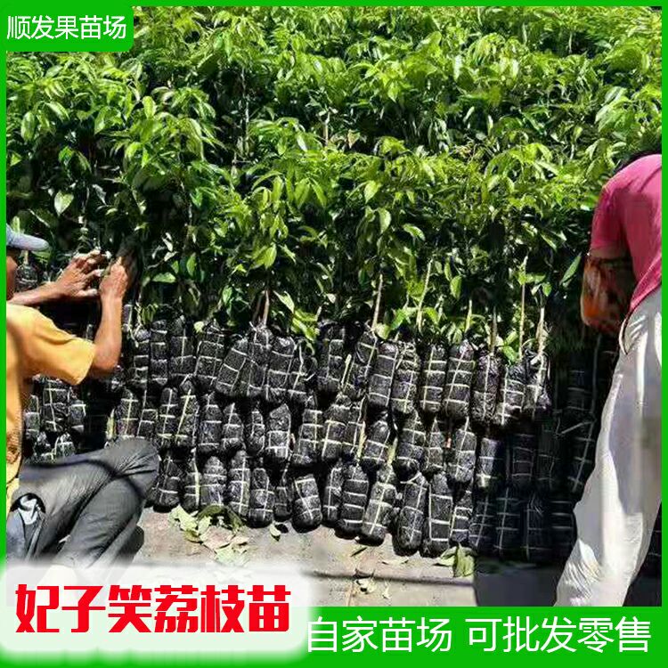  荔枝苗，妃子笑荔枝苗