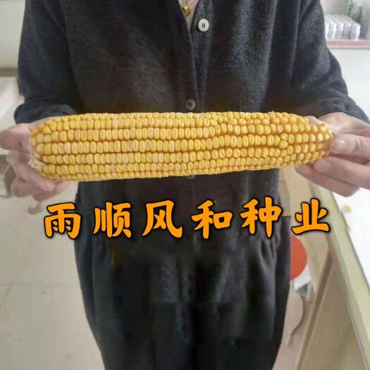 聊城晋单78玉米种子  晋单78出籽率高，高产高抗穗位低，活杆成熟，韧性好