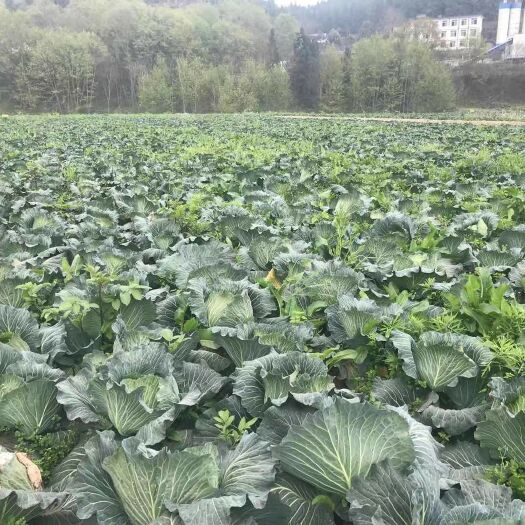 大英县平包菜  寒将军扁包菜