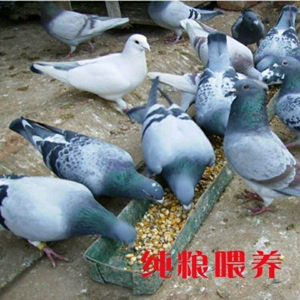 金乡县肉鸽 400-500克