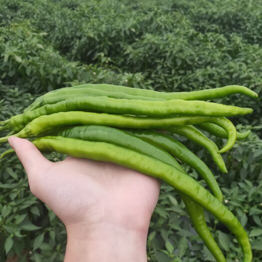 湛江 大量出售辣椒-线椒，出售线椒3号，8号，椒色明亮，果实饱满