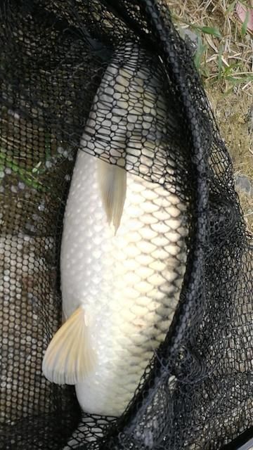洪湖市 鲫鱼