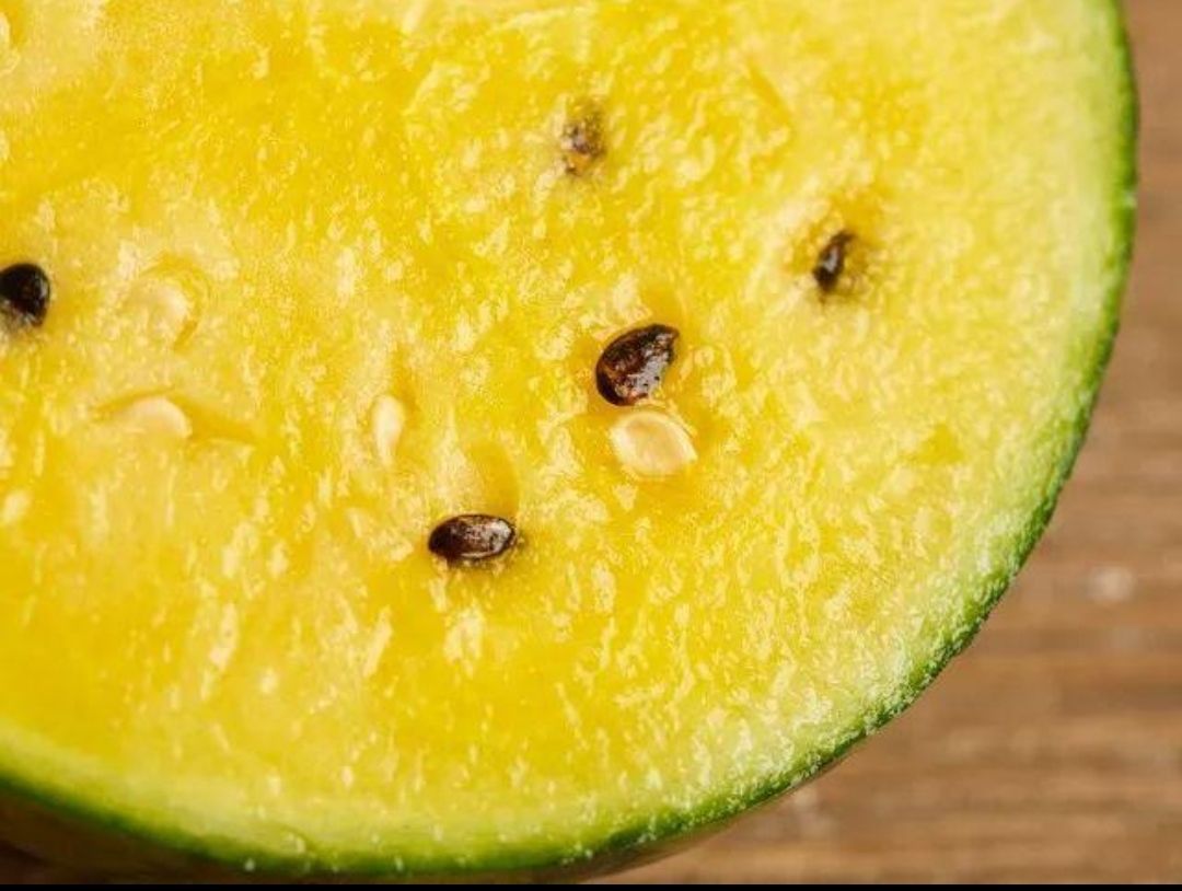 西瓜种子  辛迪（礼品型小西瓜）