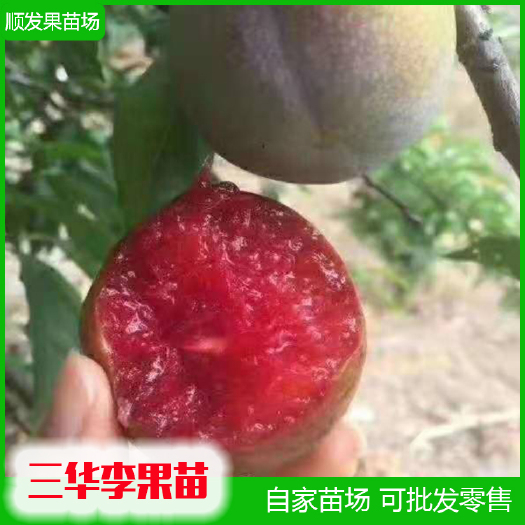 灵山县李子树苗 三华李苗，早熟，迟熟三华李苗，银妃三华李苗，冰糖三华李苗