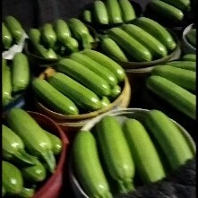青州市绿皮西葫芦  潍坊青州精品西葫芦大量上市了！今日暴跌！！！