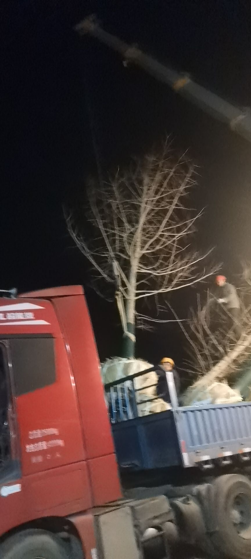  供应多规格银杏树实生树，占地树，工程苗，