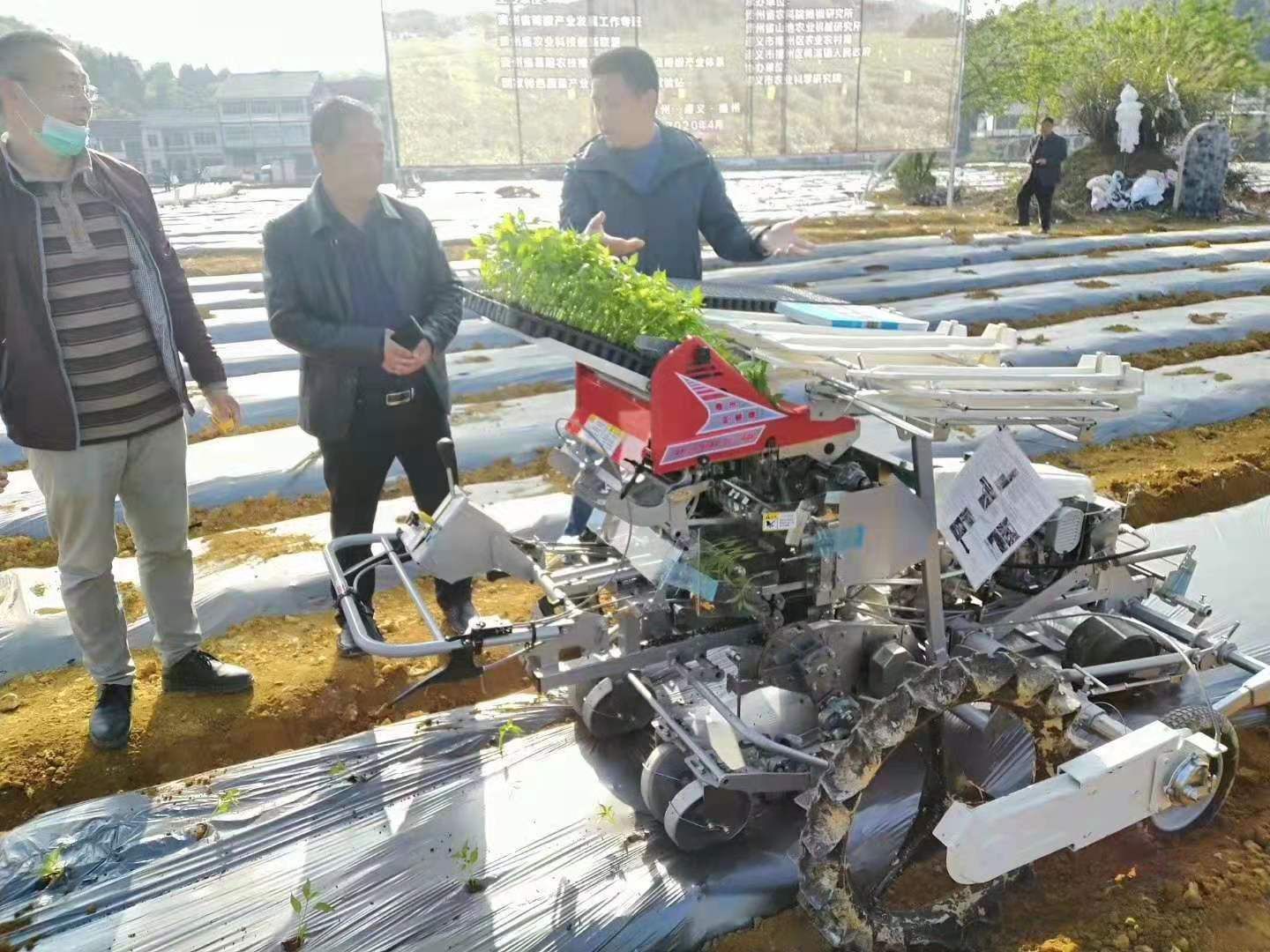 干辣椒  贵州灯笼椒 特香型 香辣可口 产地直销 皮厚饱满 炼油佳品