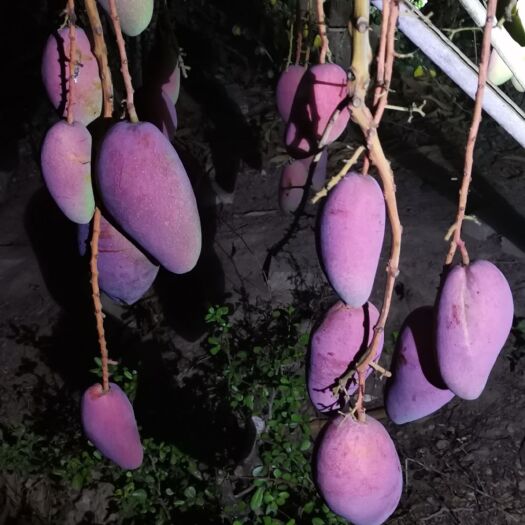 三亚芒果 贵妃芒
