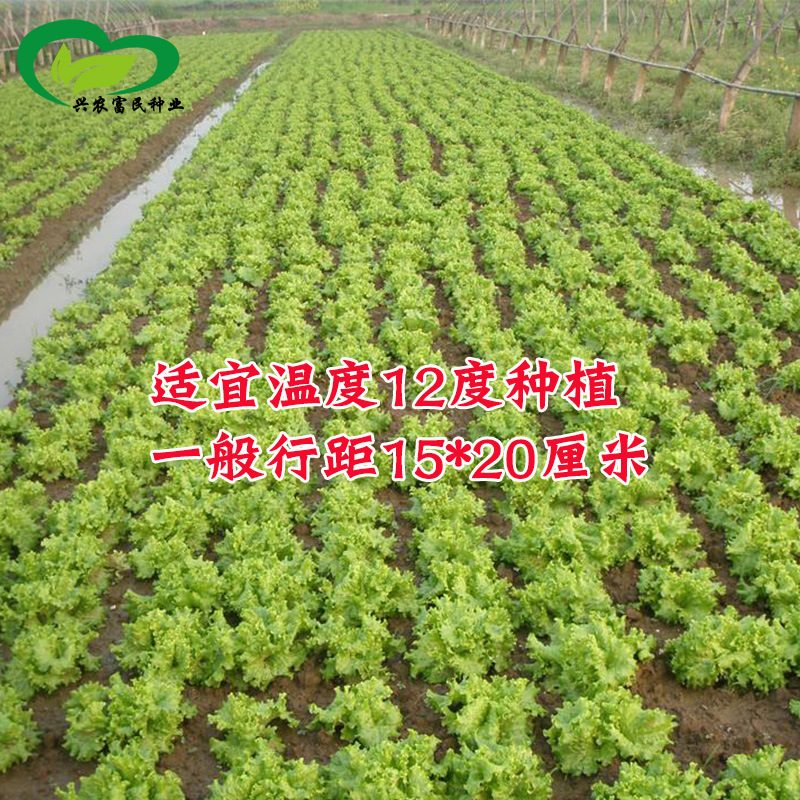美国大速生菜四季种子农田菜园散叶甜脆柔嫩清香生菜蔬菜籽