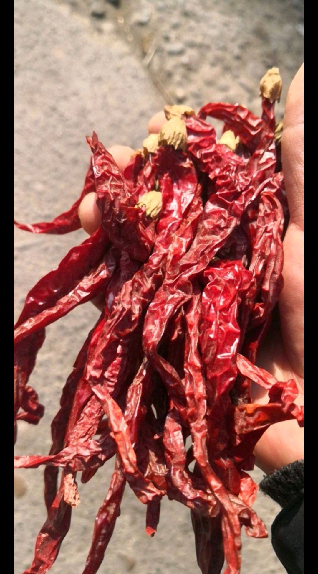皱皮椒  线椒 新疆纵椒 香味好 红油效果佳 特香特辣 产地直销