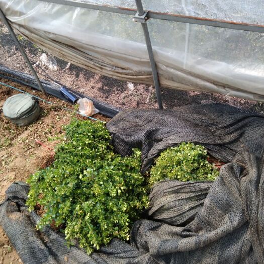新沂市瓜子黄杨床苗上市   大量出售瓜子黄杨地栽苗各种绿化工程苗