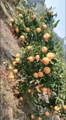 兴安县椪柑 大山上精心种植的晚芦碰柑