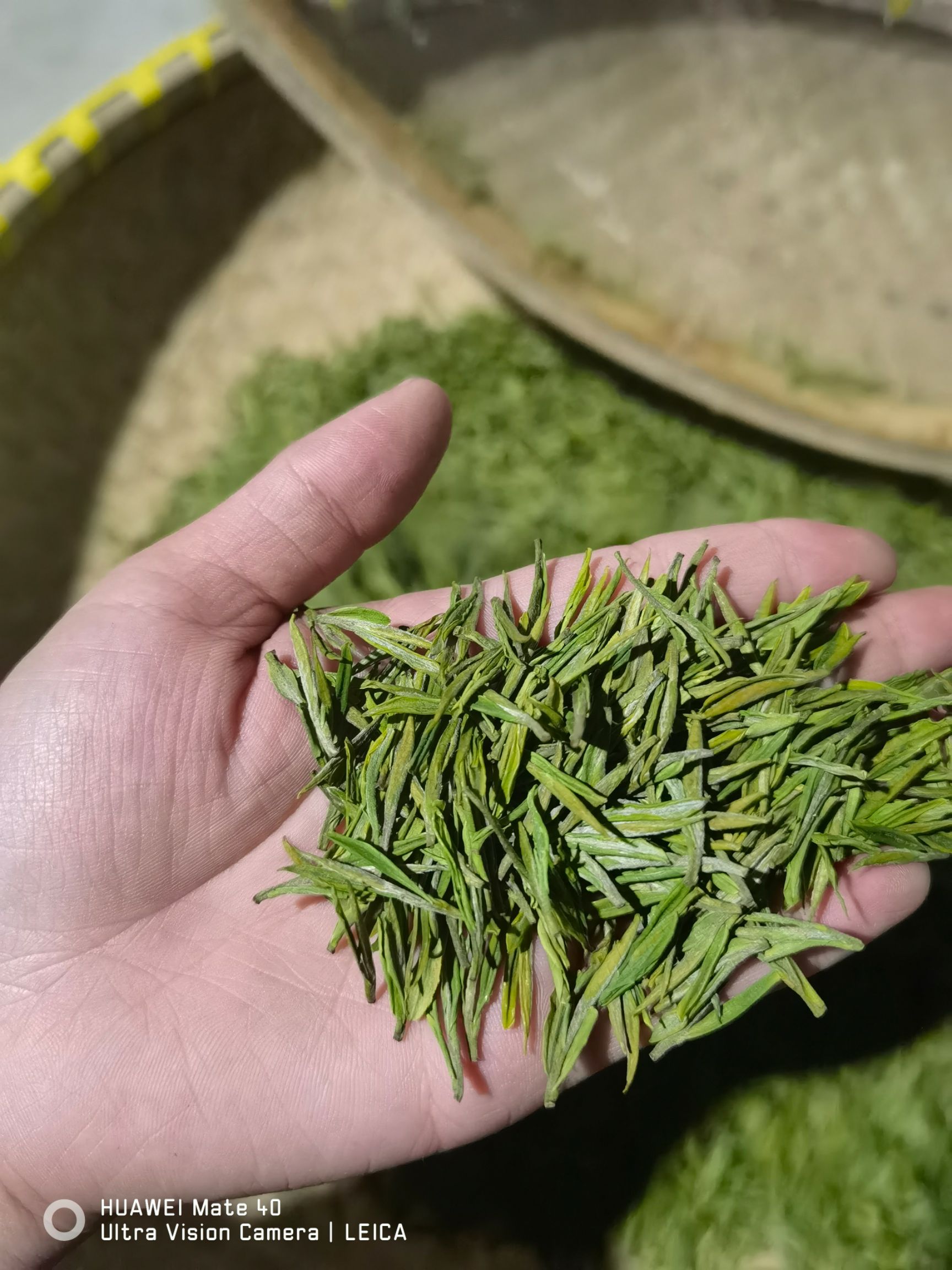  安吉白茶