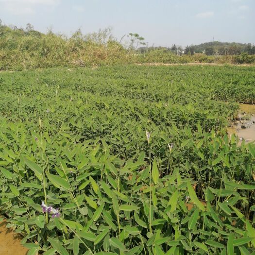 东莞市 再力花 袋苗 湿地公园 河道治理 生态修复基地直供