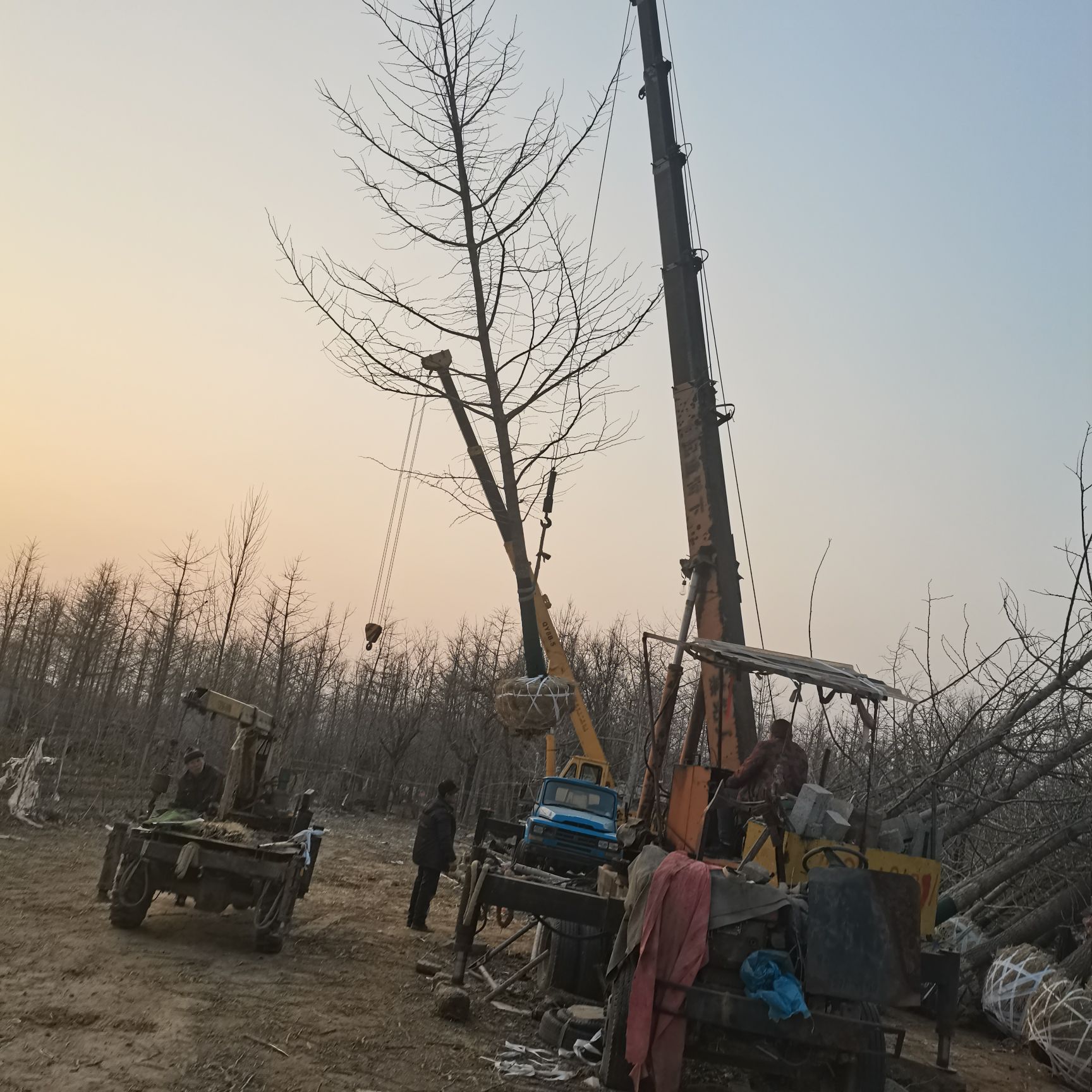  供应多规格银杏树实生树，占地树，工程苗，