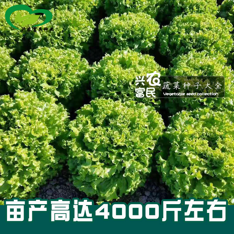 美国大速生菜四季种子农田菜园散叶甜脆柔嫩清香生菜蔬菜籽