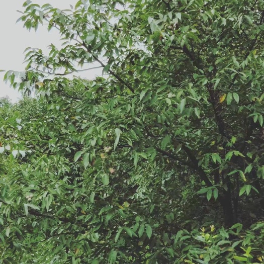昌宁县泡核桃  云南保山昌宁大山里自家种植的，天然无污染，个大饱满，干果发货