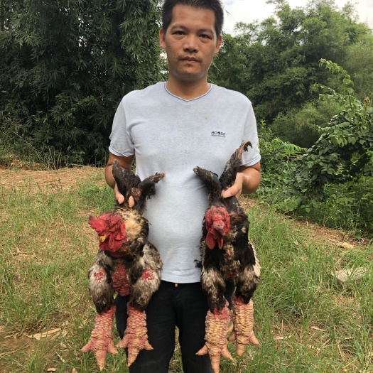 浦北县东涛鸡苗 30日龄苗  广西浦北县金凤生态种养合作社直营店