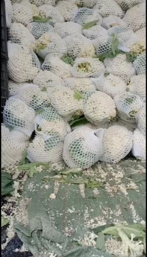 北京有机花菜新鲜颜色好