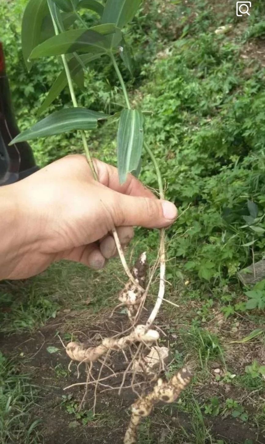 鸡头黄精，鸡头黄精种苗，大量货源，基地直发