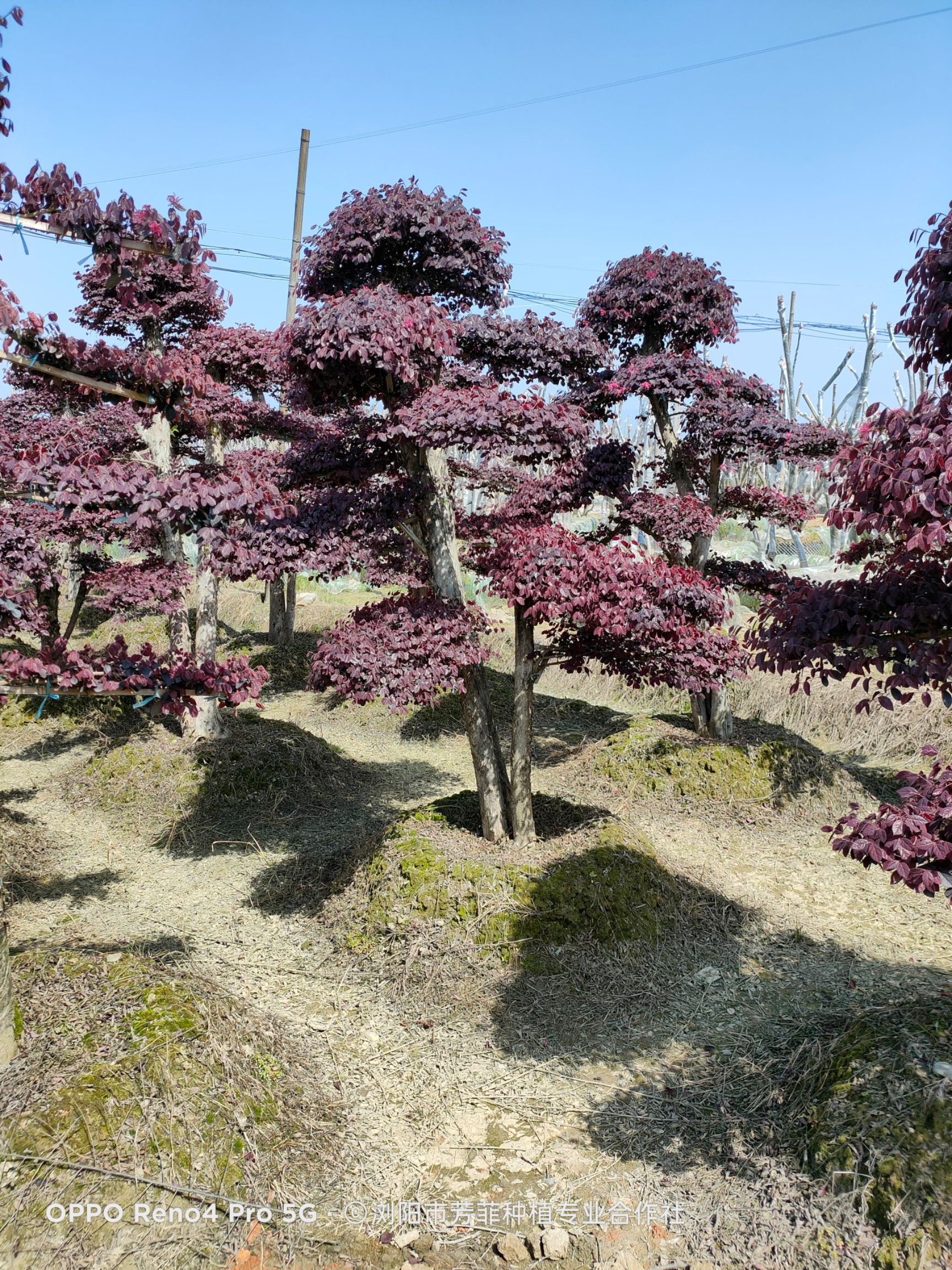 黑珍珠红继木 湖南造型红花继木基地直销