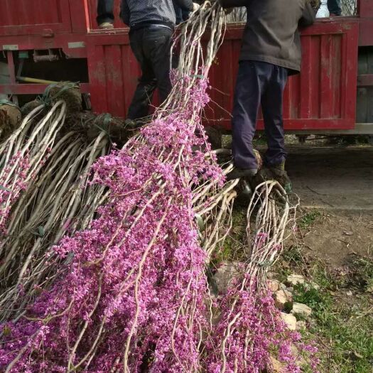 沭阳县 苗圃出售：丛生紫荆.多分枝紫荆。