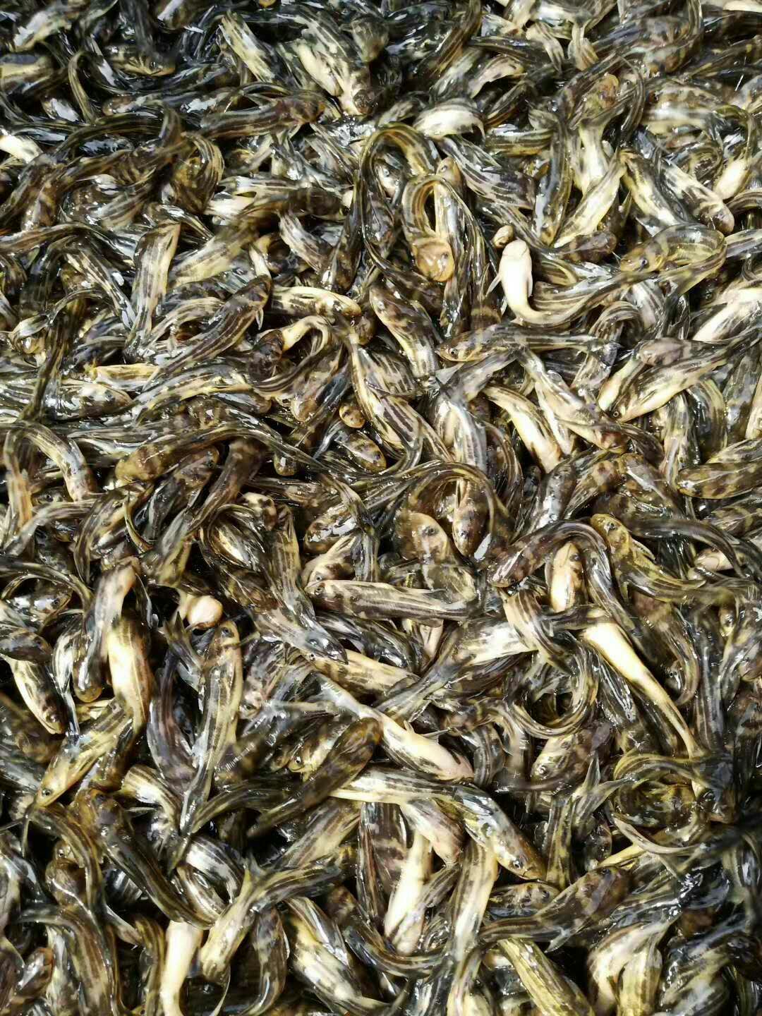 鲤鱼苗  鱼苗   自产自销  出售四大家鱼苗及各种特种鱼苗