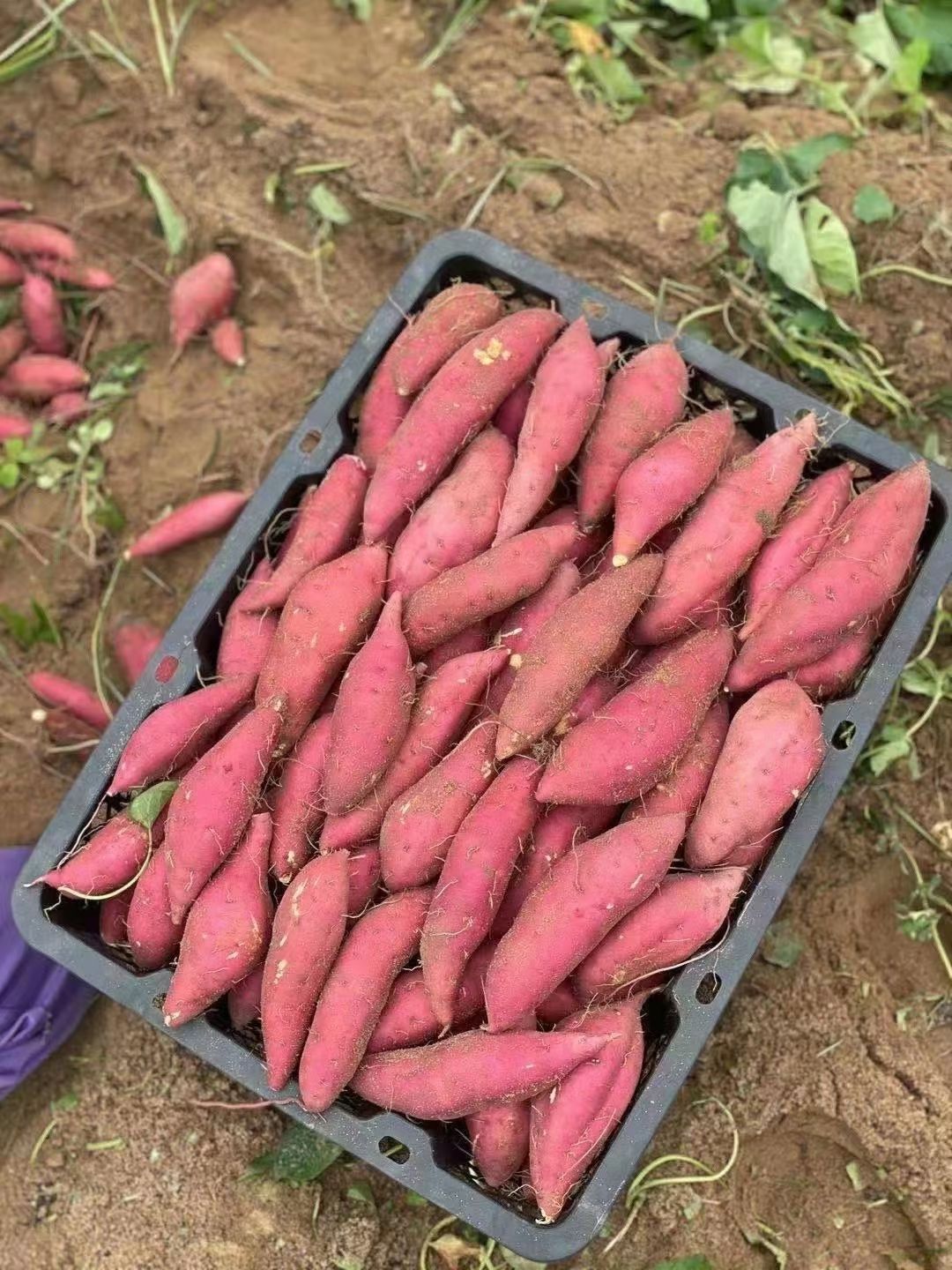  海南沙地小香薯 软糯香甜 天赐粗粮 宝宝辅食 **餐