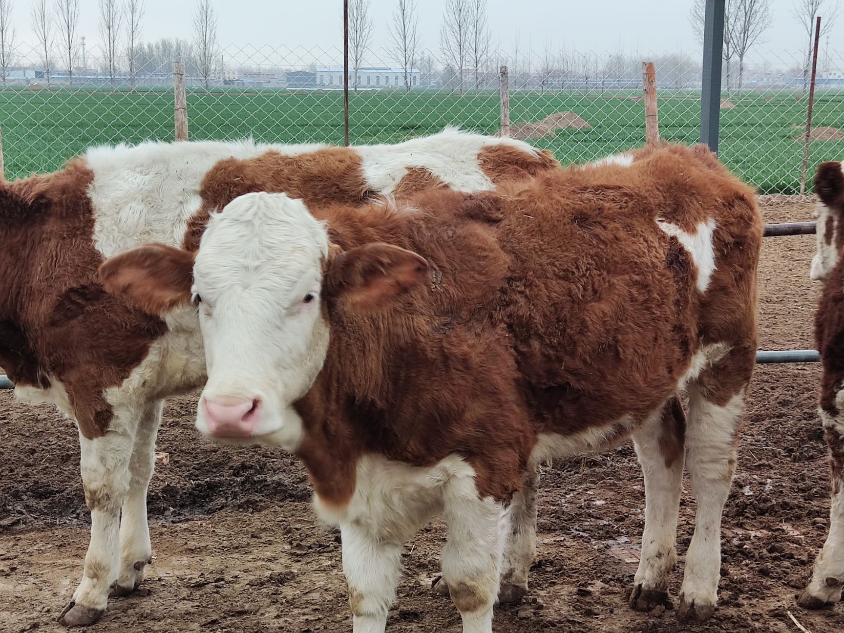 黄牛  肉牛，西门塔牛，牛犊，家庭农场自繁殖自销售，生长快，出肉率高