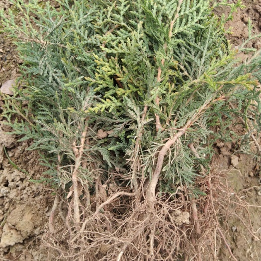 周至县柏树苗侧柏苗崖柏树苗崖柏苗