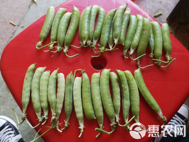 豌豆荚  青碗豆，精品青碗豆火热销售…