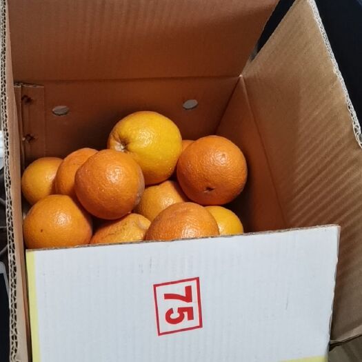 永兴县红橙 中华红，红肉脐橙，血橙，支持一件代发！
