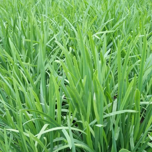 贵港大叶韭菜 新鲜白根宽叶韭菜现要现割